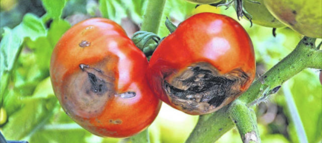 Identify and cure tomato blossom end rot