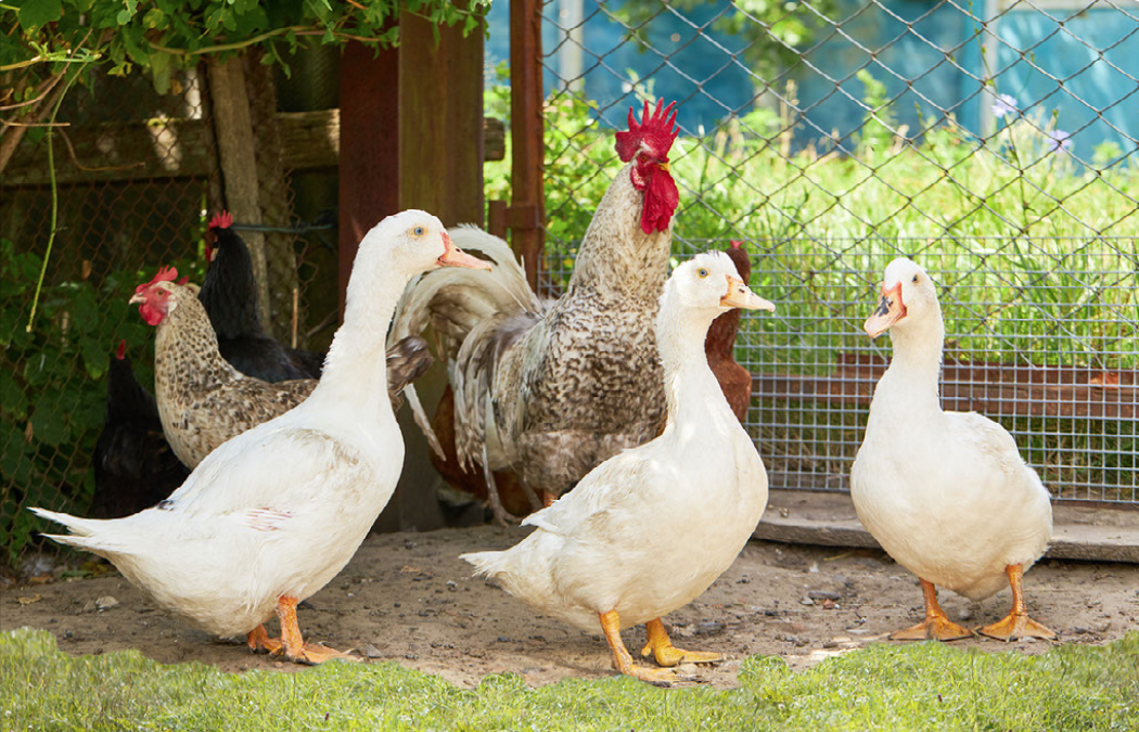 Poultry – Brining Foolproof Juicy Chicken!