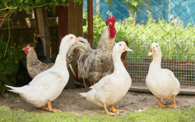 Poultry – Brining Foolproof Juicy Chicken!