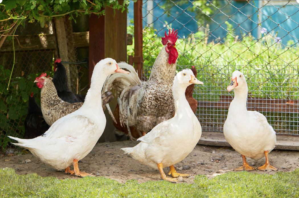 Poultry – Brining Foolproof Juicy Chicken!