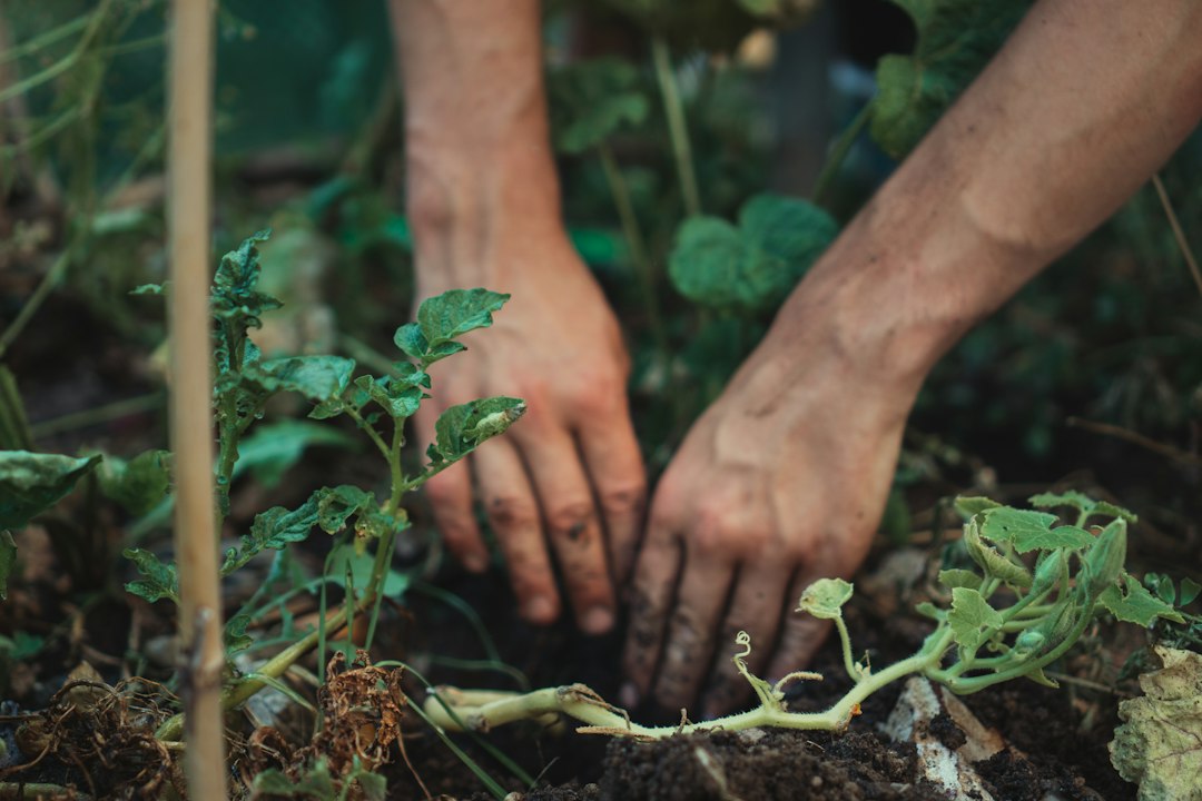 Hands planting a young vegetable seedling in garden soil