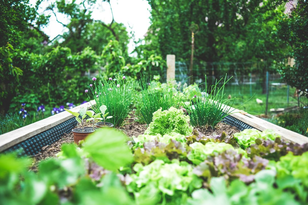 Lush home vegetable garden growing in raised beds